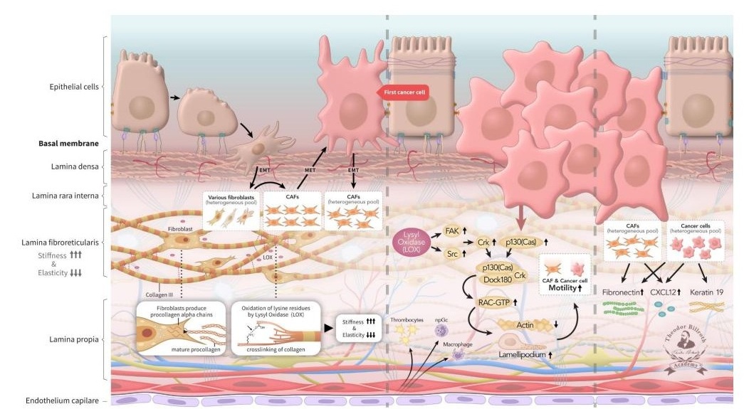 Graphical highlight PMN-1
